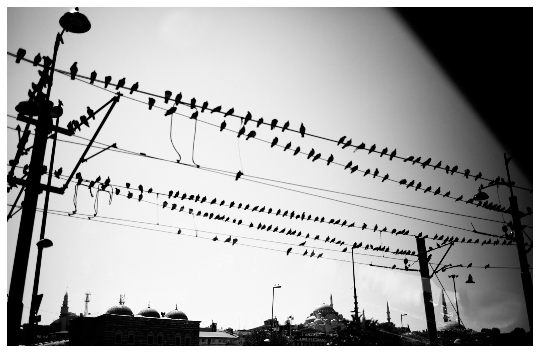 Istanbul_Birds